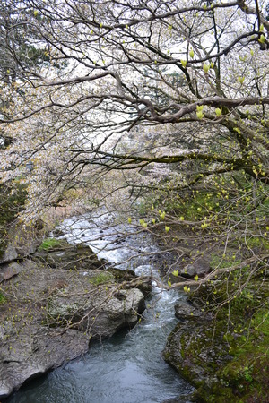 湯川１.JPGのサムネール画像